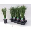 A group of potted plants in a tray on a white surface. Podgląd zdjęcia produktu