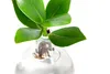 Dehner Waterplant Balsamapfel, Clusia rosea Princess, Produktbild-Vorschau 3