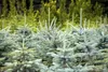 Blaufichte 40-60 cm, im Topf - Picea pungens glauca, Produktbild-Vorschau 2