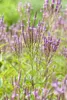 Verbena officinalis, Eisenkraut, ca. 9x9 cm Topf, Produktbild-Vorschau 1