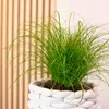 Echtes Katzengras - pflegeleichte Zimmerpflanze, Cyperus Produktbild-Vorschau 3