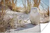 MuchoWow® Poster Schnee-Eule schläft am Strand von New York Produktbild-Vorschau 1