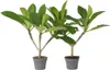 Frangipanier - Set de 2 - Plumeria rubra 'Hawaii' - Hauteur Voir les images du produit 1