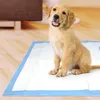 A golden retriever puppy sits on a white and blue disposable pet training pad on a wooden floor. Produktbild-Vorschau