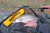 Sportex Black Arrow G4  Spin BA2812 2,7m //13-53g Produktbild-Vorschau 28