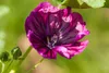 A close-up of a purple flower with green buds and leaves in the background. Produktbild-Vorschau