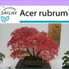 SAFLAX - červený javor - Acer rubrum - 20 Semená Náhľad obrázku produktu 5