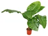 Alocasia cucullata 21cm Solitärpflanze - Elefantenohr, Höhe Produktbild-Vorschau 1