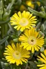 Mittagsblume Wheels of Wonder® 'Golden Wonder' Produktbild-Vorschau 3