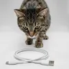 Distributore automatico di cibo per gatti Crispy Wi-Fi 4,5 Anteprima dell’immagine prodotto 4