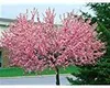 A flowering tree with pink blossoms in front of a building and a green tree. Produktbild-Vorschau