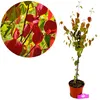 A potted tree with red and green leaves, shown next to a close-up of its foliage. Náhľad obrázku produktu
