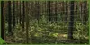 Forstzaun - Wildzaun - 200/21/10 Gruen, 200 cm Hoehe, Produktbild-Vorschau 12