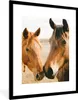 MuchoWow® Gerahmtes Poster Pferd - Strand - Tiere 60x80 cm Produktbild-Vorschau 1