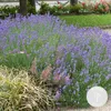 Bloomique - Lavandula Angustifolia Hidcote - Echter Produktbild-Vorschau 2