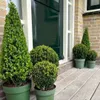 Plants by Frank | Echte Stechpalme Pyramide | Ilex Crenata Produktbild-Vorschau 6
