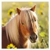 Chers chevaux Ravensburger 08011 Voir les images du produit 4