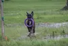 Jouet pour chiens Puller Standard 2 anneaux flottants Voir les images du produit 6