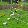 Several chickens are in a grassy enclosure with a metal and wood ladder structure. Náhled obrázku produktu