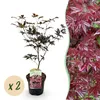 Green boutiQ - Terrasplant - Japanse Esdoorn - Acer Voir les images du produit 2