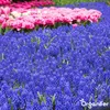 100 cibuliek Muscari Armeniacum (XXL veľkosť cibule 9/10 Náhľad obrázku produktu 9