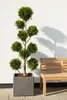 Gartenbonsai Thuja ‘Martin’ 140–150 cm – immergrün, Produktbild-Vorschau 2