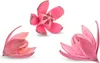 Wildlilie rosa ca. 6cm | Soymida febrifuga Produktbild-Vorschau 1