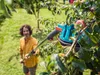 Gardena, cueilleur de fruits, combisystem Voir les images du produit 15