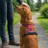 belviona Anti-Zug Hundegeschirr, gepolstertes Y-Geschirr Produktbild-Vorschau 2