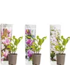 3x Magnolien Mix – Biberbaum – Strauch – Pflegefreundlich – Produktbild-Vorschau 1