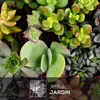 Mélange de succulentes - ↕ 5-10 cm - ⌀ 5,5 cm - lot de 30 Voir les images du produit 2