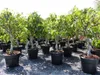 Feigenbaum - hell UND dunkel - in 1 Topf, Obstbaum, Produktbild-Vorschau 9