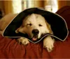 Collare per animali domestici All Four Paws Comfy Cone XL Anteprima dell’immagine prodotto 4