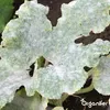 Leaf Diseases Blattkrankheiten-Konzentrat - 500 ml für 500 Produktbild-Vorschau 3