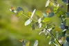 Eucalyptus 'Silver Dollar', Silber-Eukalyptus, 20- 40 cm Produktbild-Vorschau 6
