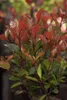 Photinia fraseri 'Little Red Robin', Glanzmispel, rot, Produktbild-Vorschau 2