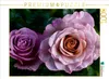 Calvendo Wunderschöne Rosen 1000 Teile Puzzle quer Produktbild-Vorschau 3