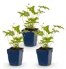Green boutiQ - Stauden - Anemone hybr. Hon. Jobert - Produktbild-Vorschau 2