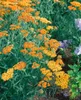 Achillea millefolium 'Terracotta', Schafgarbe, orange, ca. Produktbild-Vorschau 5