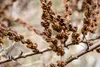 Set di 3 arbusti di olivello spinoso (Hippophae rhamnoides) Anteprima dell’immagine prodotto 3