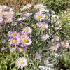 Blumen Stützgitter Produktbild-Vorschau 3
