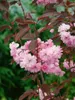 Prunus serrulata 'Royal Burgundy', Zierkirsche, dunkelrosa, Produktbild-Vorschau 5