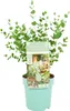 Bloomique - Eucalyptus Parvifolia - Eukalyptuspflanze - Produktbild-Vorschau 1