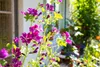 A close-up view of purple Malva sylvestris flowers with green leaves and stems, set against a blurred background of a garden or patio. Produktbild-Vorschau