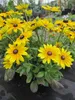 Rudbeckia - Sunbeckia ® Maya - Sonnenhut Sunbeckia ® Maya Produktbild-Vorschau 3