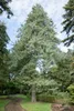 Tränen-Kiefer 70-80 cm, im Topf - Pinus wallichiana, Produktbild-Vorschau 1