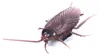 MAGANA: Cucaracha vibrante Vista previa de la imagen del producto 3