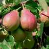 Pyrus communis 'Bonne Louise d'Avranches', Peer, in een pot Productafbeelding-voorbeeld 2