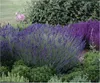 Stauden Gänge 3 x Lavandula angustifolia 'Essence Purple' - Produktbild-Vorschau 1