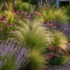 Stauden Gänge 10 x Stipa tenuissima 'Pony Tails' im 1 Liter Produktbild-Vorschau 6